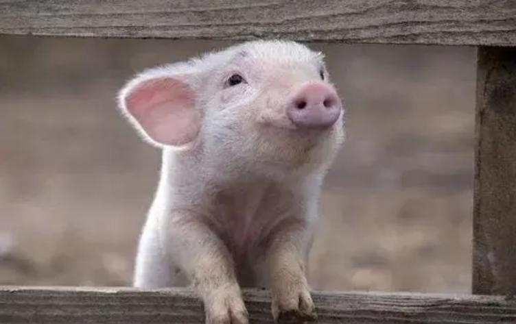 猪低温不吃食一招搞定正常吗,猪站不起来伴颤抖是什么病低温