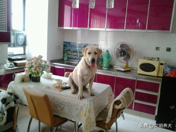 狗狗喜欢蹦起来扑人需要吃什么,狗狗喜欢把食物叼到鞋子上吃