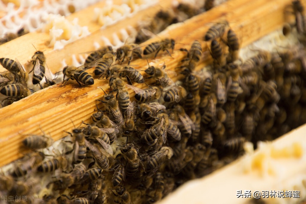 蜜蜂养殖技术分享蜜蜂管理,蜜蜂养殖技术方法与管理