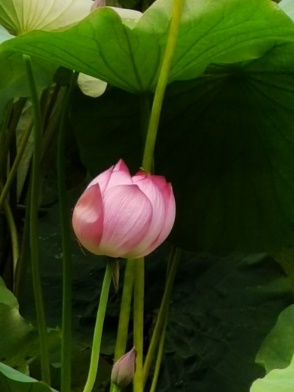 洛阳栾川天河大峡谷景区,洛阳栾川红山大峡谷