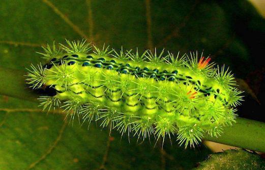 黑枣树的种植,黑枣树怎么管理