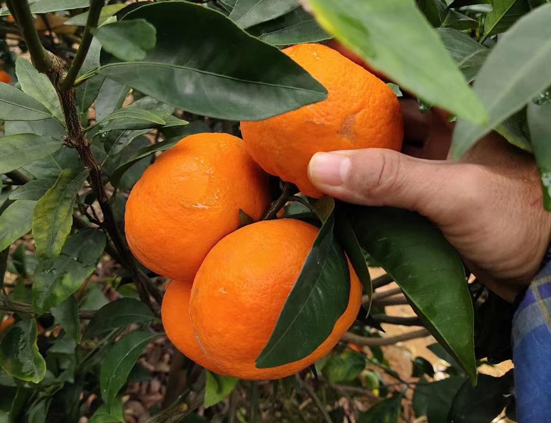 柑橘如何提质增效,柑橘如何增糖降酸提品质
