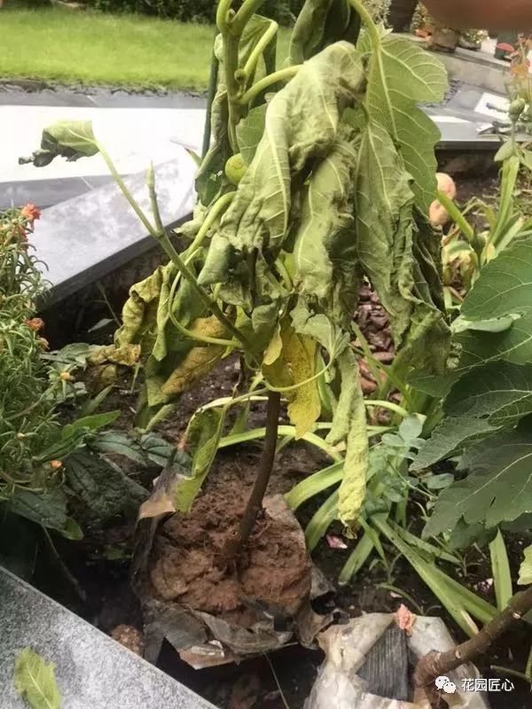 缓苗应该注意些什么,缓苗要注意什么