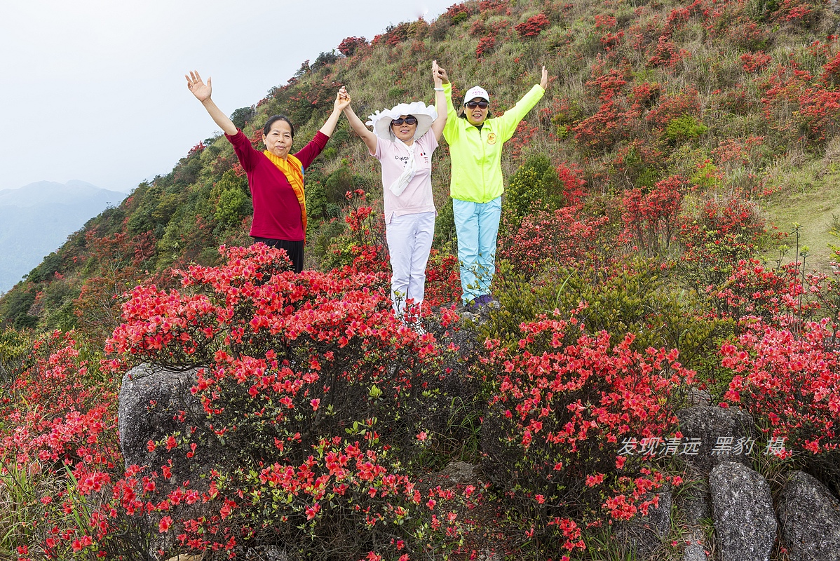 走最远的路,航拍广东最壮美的野生杜鹃花海