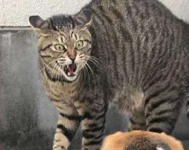 家猫攻击外人是什么原因,家猫攻击主人