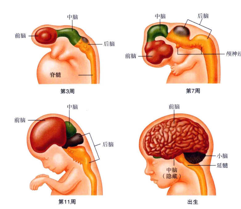 心理学的生物学基础知识,生物心理学知识书籍
