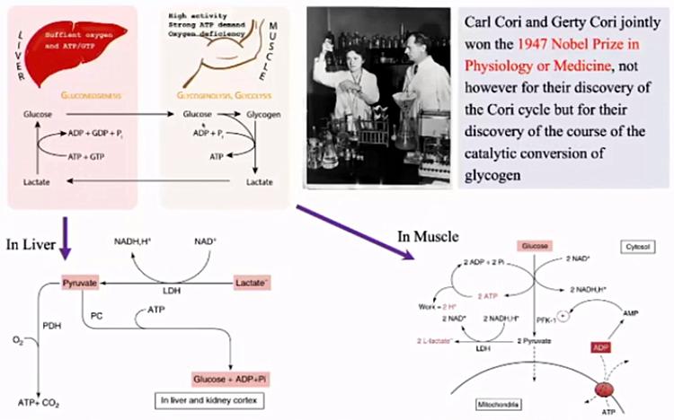 薛张纲教授,乳酸酸中毒临床指南