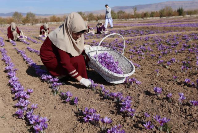 藏红花为什么称为花中黄金,最昂贵的西红花