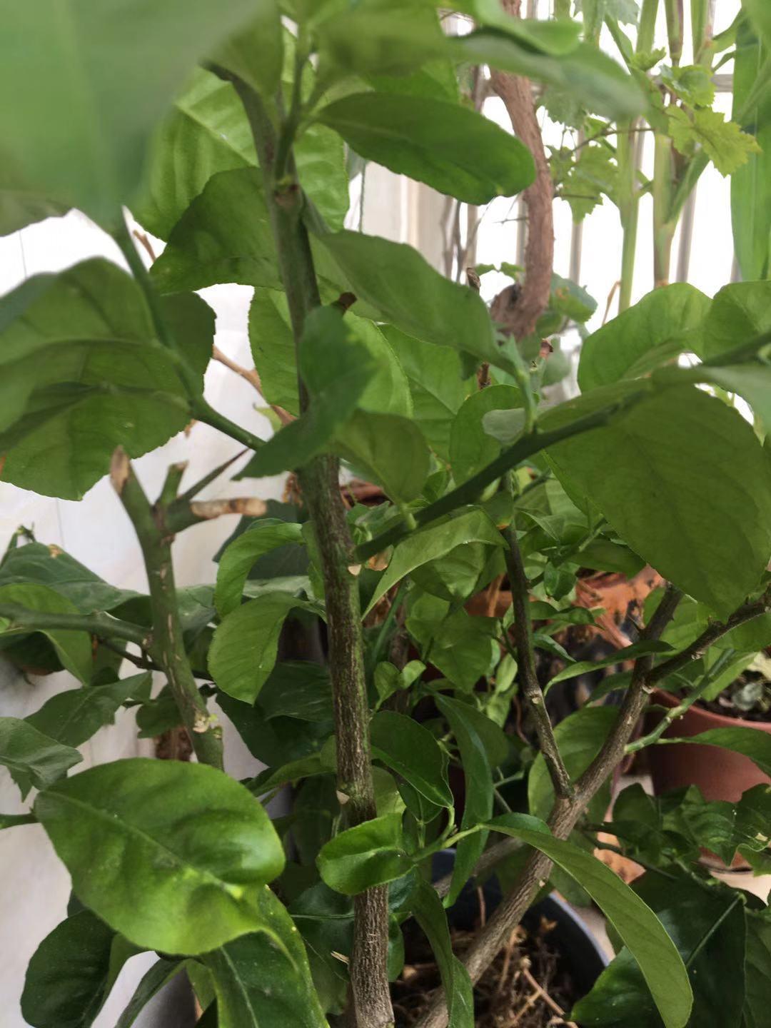 柠檬树上的蚧壳虫用醋稀释比例,柠檬树上介壳虫怎么治疗