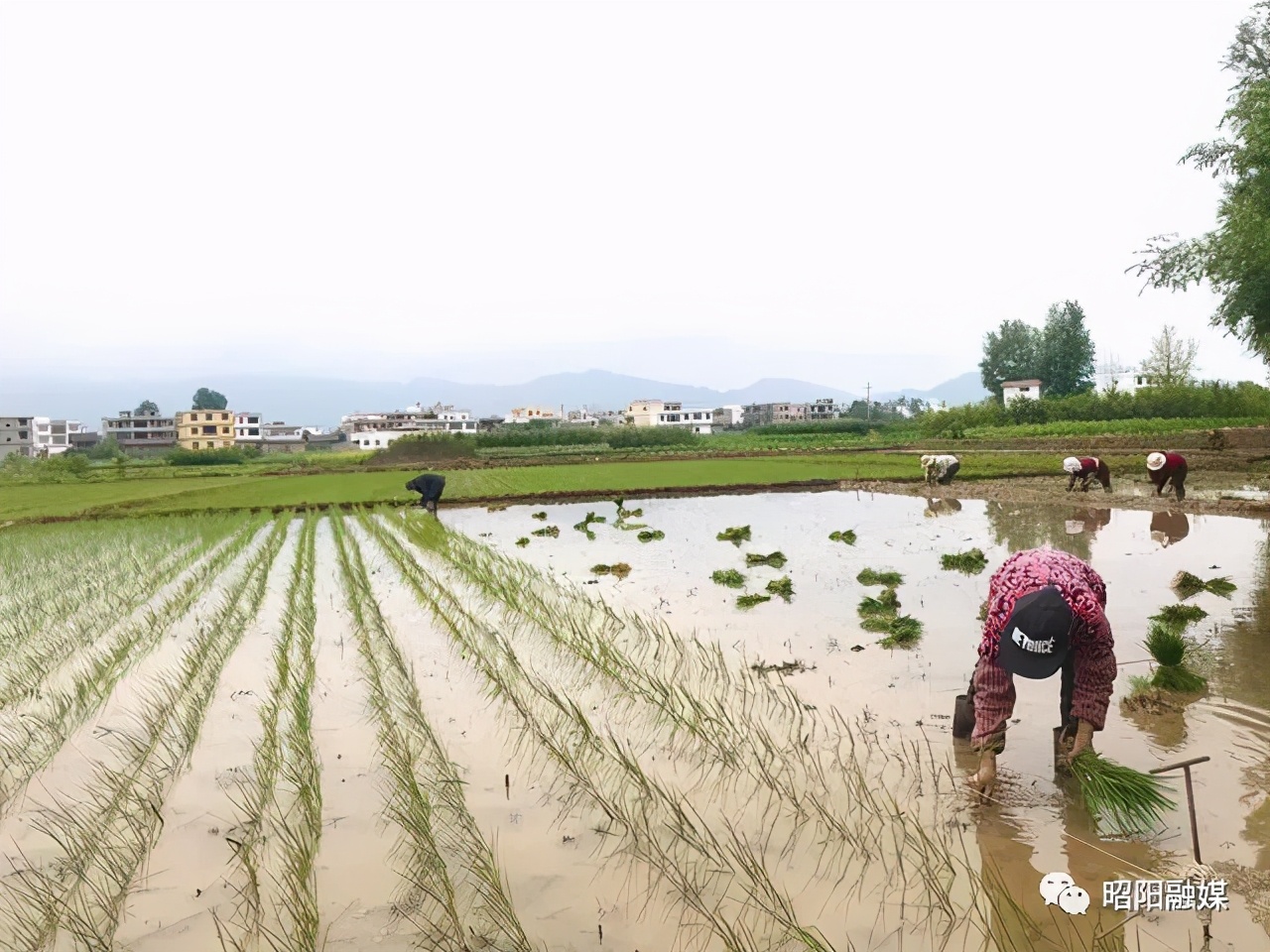 在希望的田野上高清图片,在希望的田野上的视频