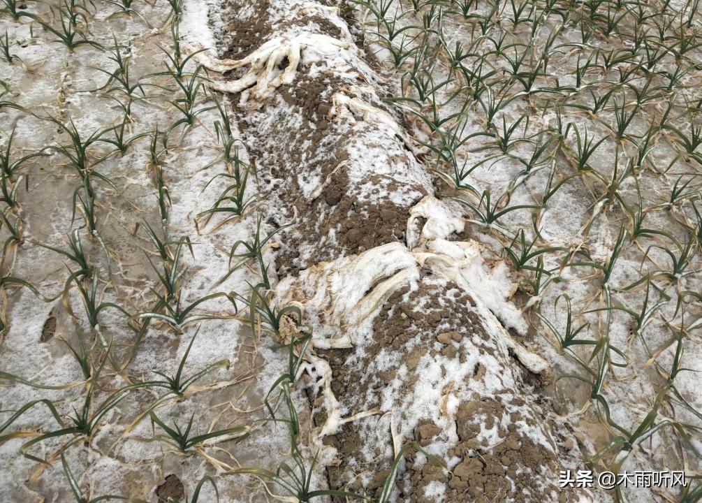 大蒜8个叶零下14度会冻伤吗,大蒜在零下几度不被冻伤