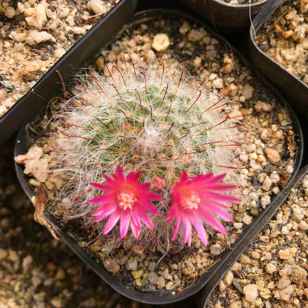 品种大全丨30个仙人球品种图鉴，每个都可爱肉萌到想要全部搬回家