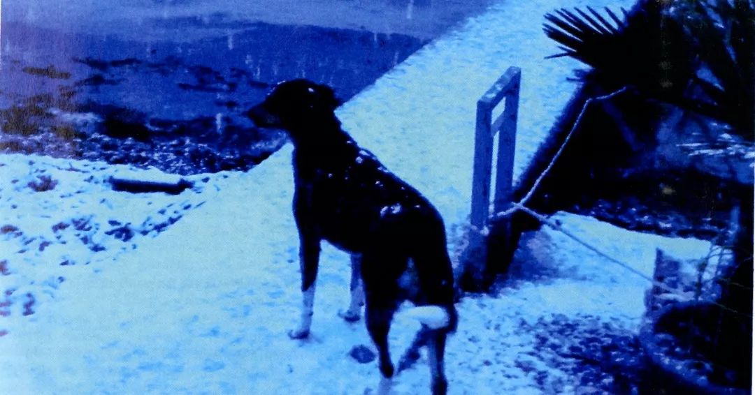 重磅大访谈！《电影手册》重访让-吕克·戈达尔