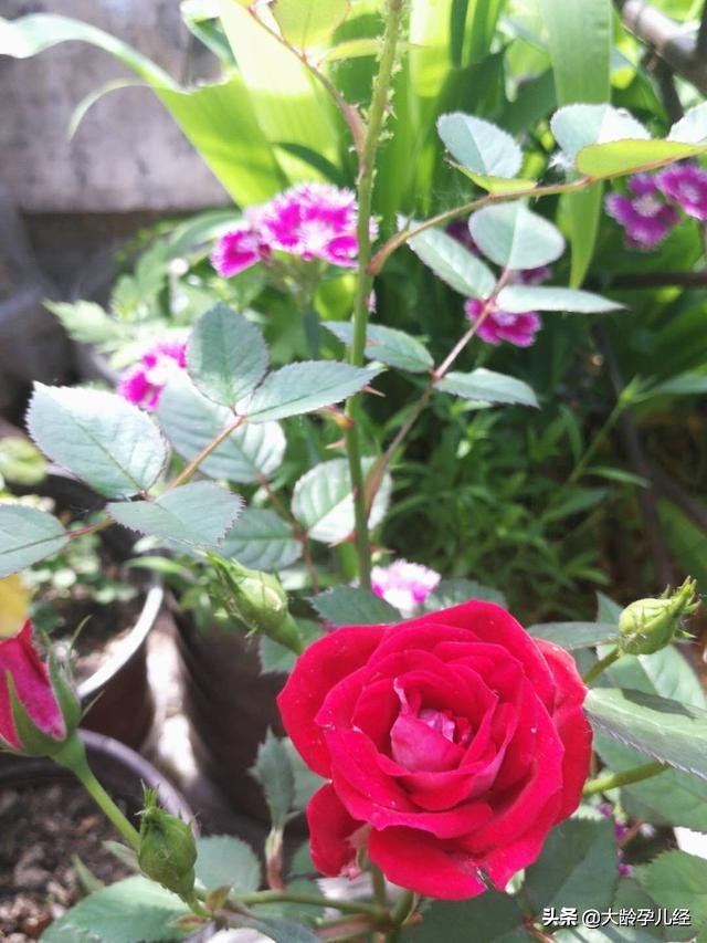 两个月宝宝表现特征,两岁两个月的宝宝心理特征