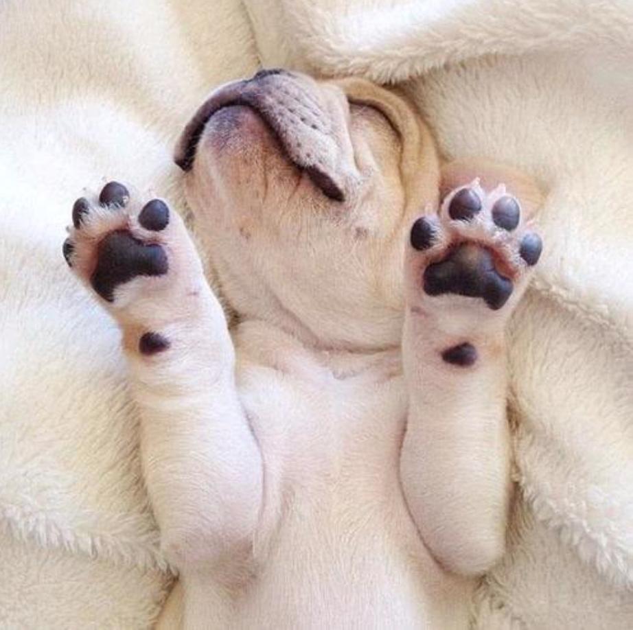 你家法斗爱晒太阳吗,你家法斗是怎么样的