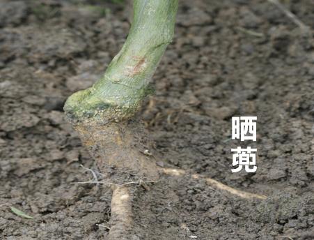 百香果褐腐病药,百香果的软腐病防治