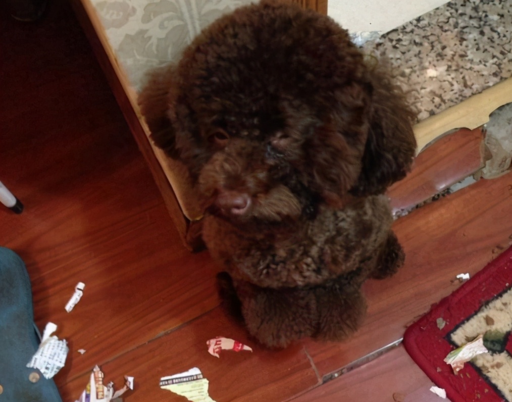 泰迪狗狗咬人怎么惩罚,泰迪大小便怎么惩罚