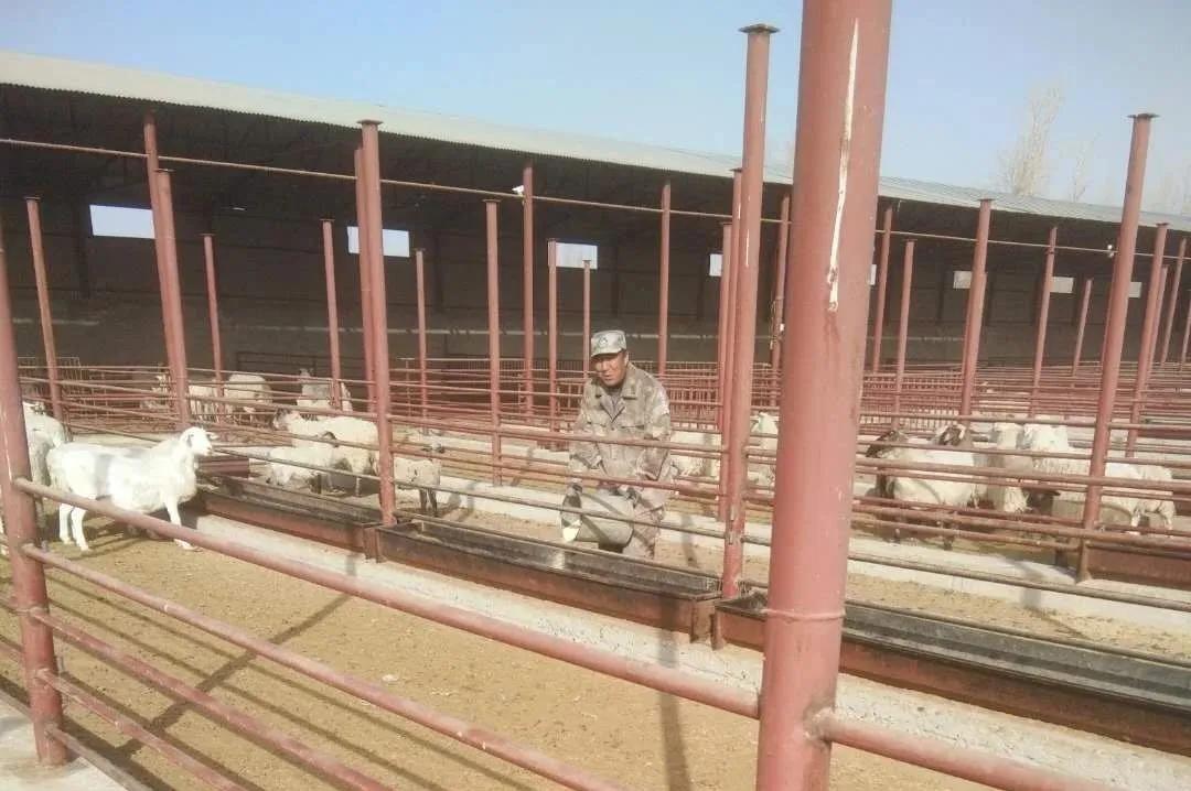 养羊致富带头人事迹,农村致富带头人养羊典型事迹材料