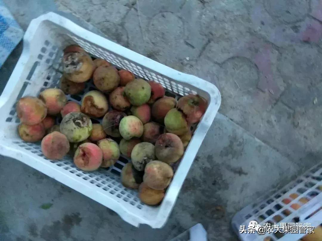 果实蝇危害柑橘的防治方法,果实蝇的危害到几月份