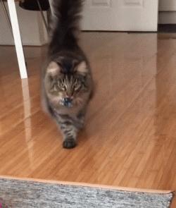 养猫会暴露你的经济实力,不管多有钱这几种猫不建议养