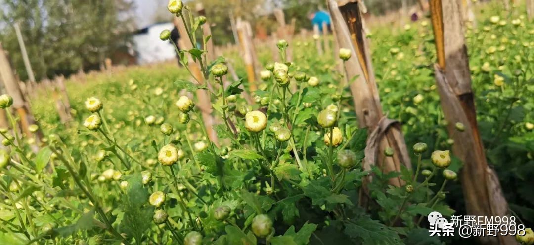 新野杭白菊,杭白菊几月采摘