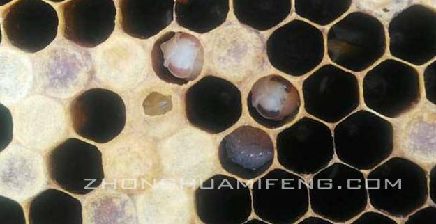 中蜂中囊病与白头蛹区别,中蜂白头蛹怎么治疗