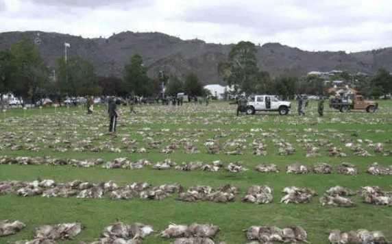 农夫放生20只兔子，50年增9亿倍，险毁灭澳洲草原，轰炸机都无用