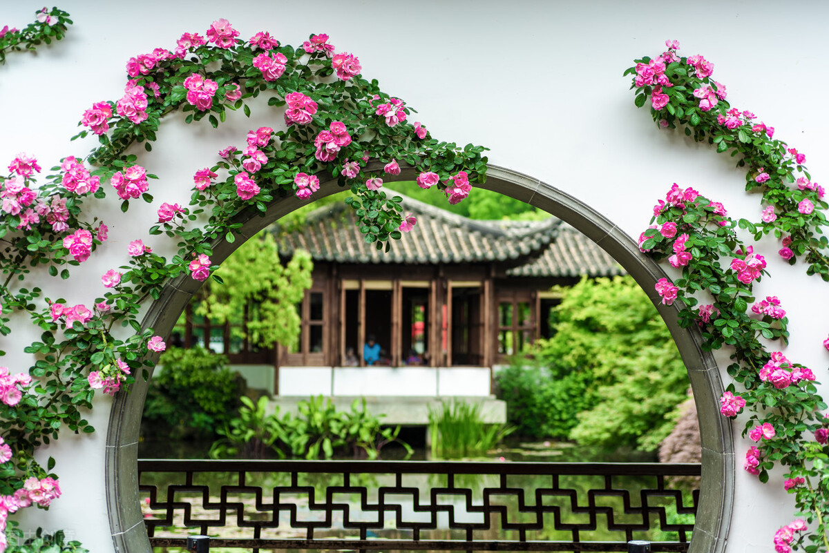 月季花的修剪时间和方法,月季花的作用