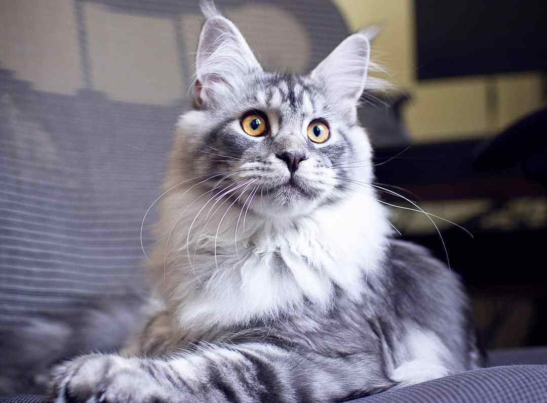 新手养猫必做筛查,新手养猫如何知道猫咪健康