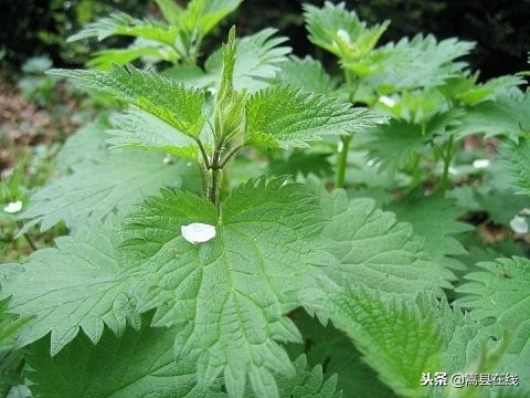 农村比较常见的中草药,农村不可碰的十种草药