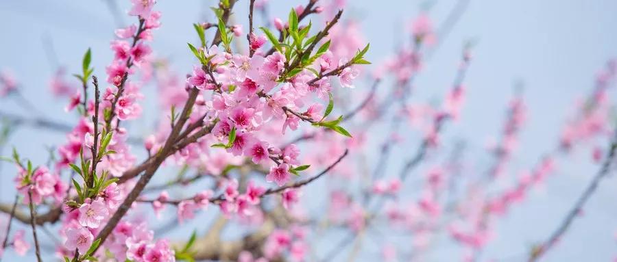 描写风花雪月古诗25首最简单的,关于风花雪月的古诗词