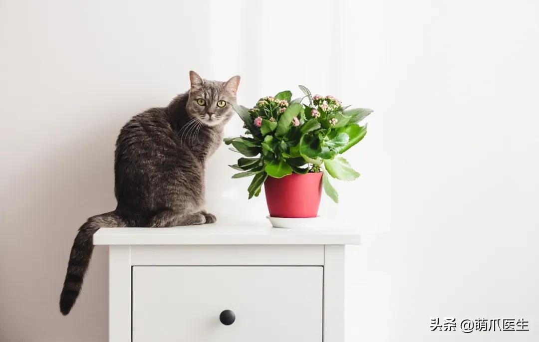 养猫能养啥花草,养了猫还可以养兔子吗