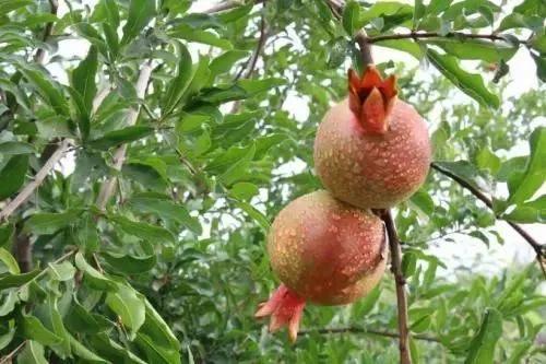 一年四季的时令蔬菜,一年四季的时令水果大全