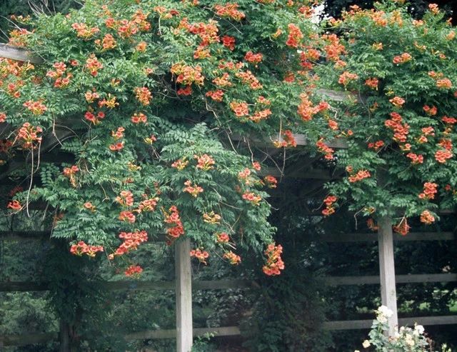 爬藤10大植物,100种爬藤植物图片大全