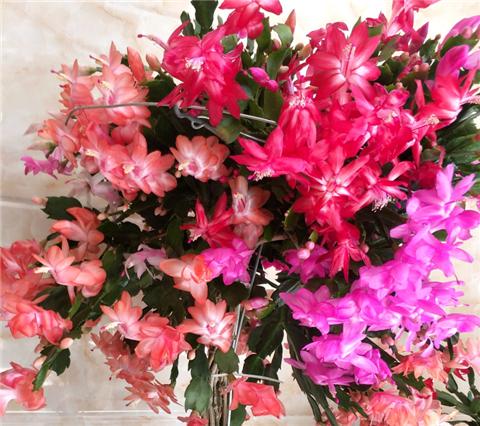 怎么给蟹爪兰做支架,蟹爪兰支架自己做