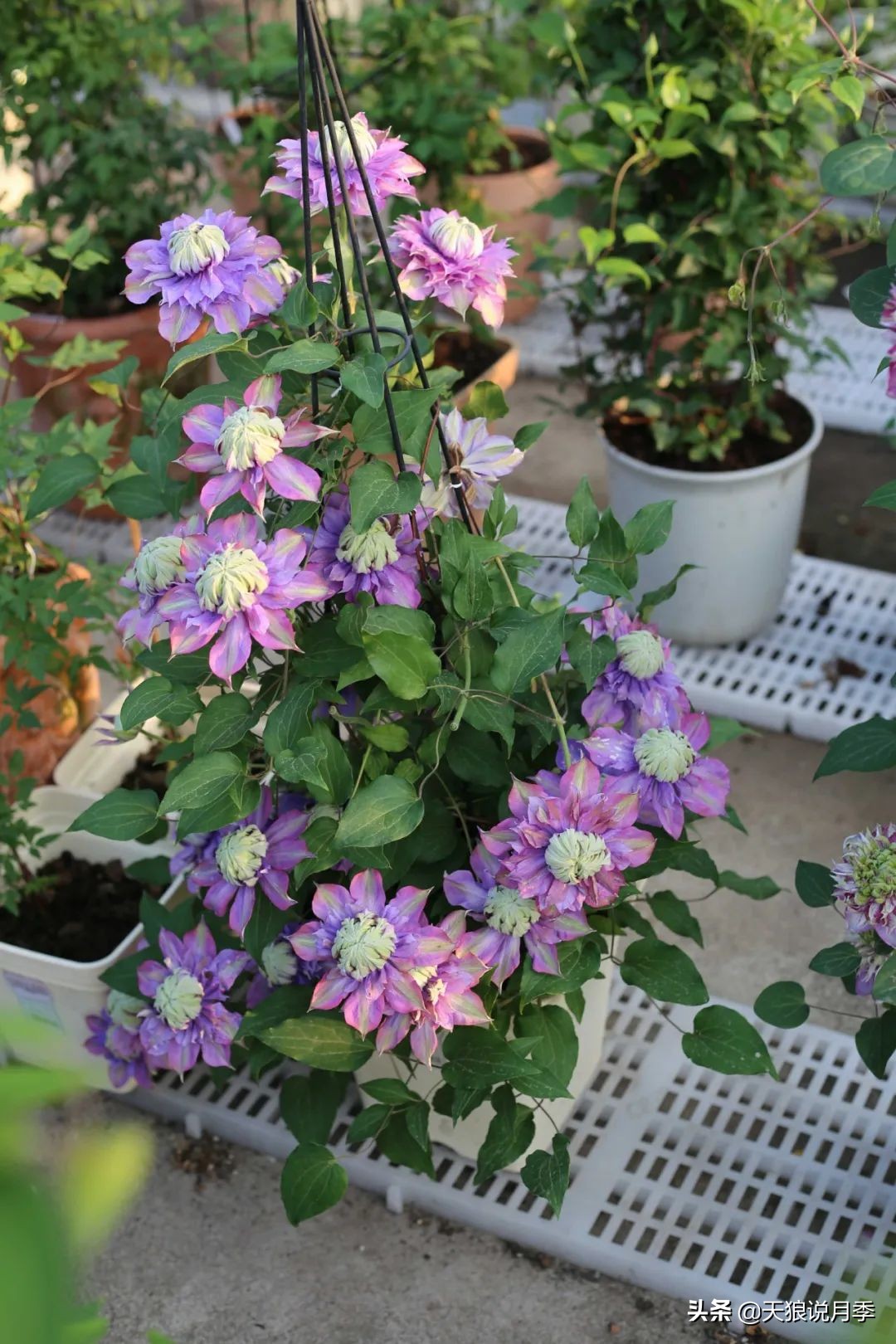 别人做梦都想要的花墙，他早就用铁线莲实现了