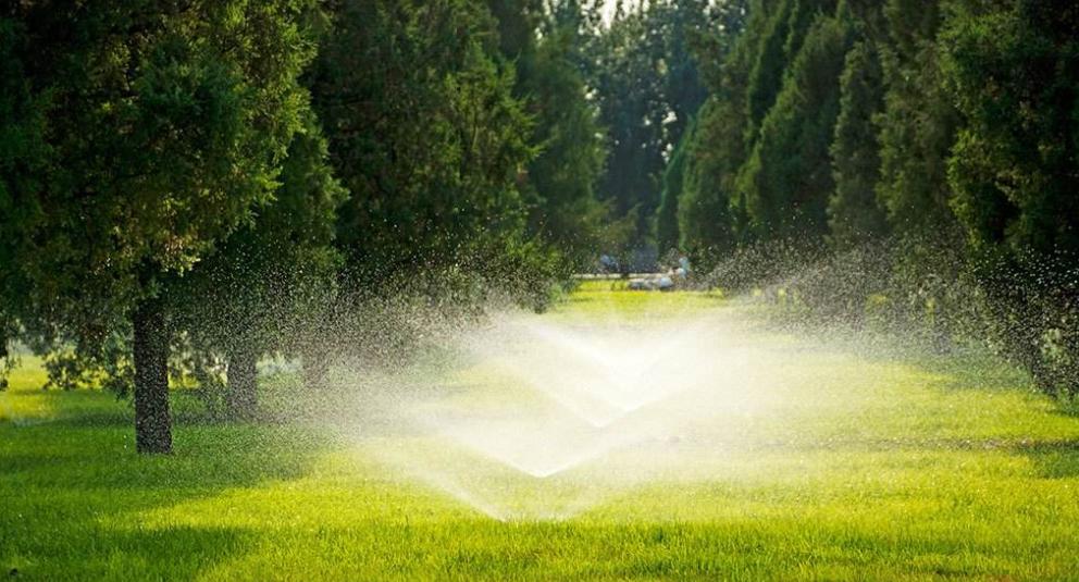 四季青混播草坪种植教程,四季青草坪种后的养护方法