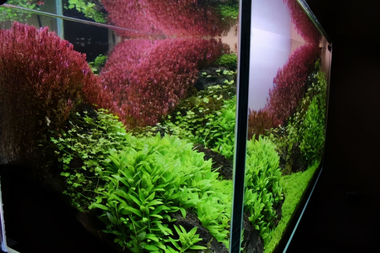 石上的迷你矮+血红宫廷，美的让人心醉