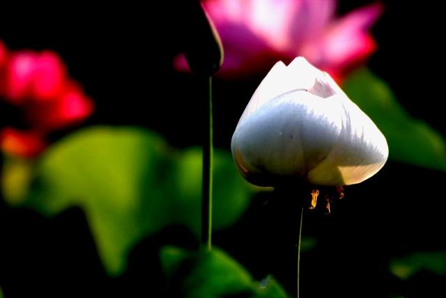 最美的荷花诗句,一起赏荷花的诗词歌赋