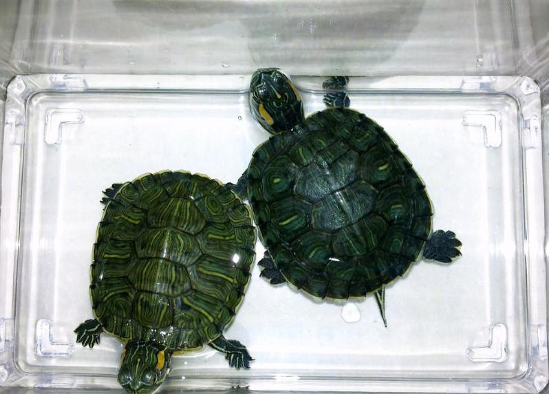 巴西龟泛滥成灾是真的吗,巴西龟是泛滥物种为什么不吃掉它