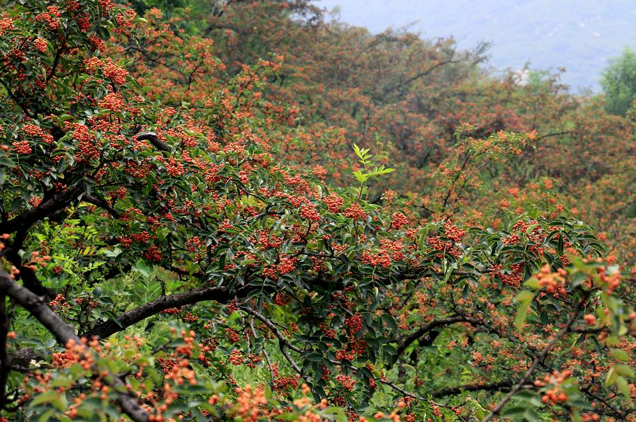 花椒红了,花椒红了陕西富平