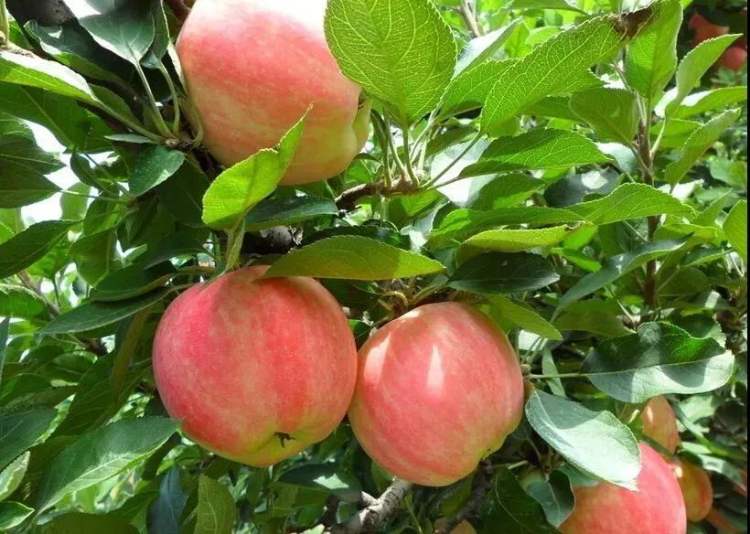 石家庄市十大特产,在石家庄市哪里买特产比较好