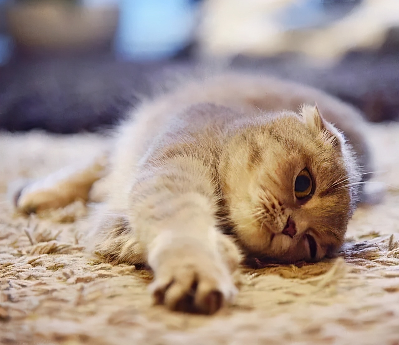 铲屎官回家过年留了一盆猫砂,过年回老家猫咪怎么办