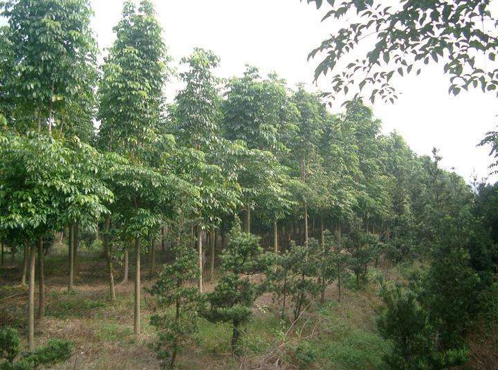 幸福树长个不长叶子,幸福树长得太高了