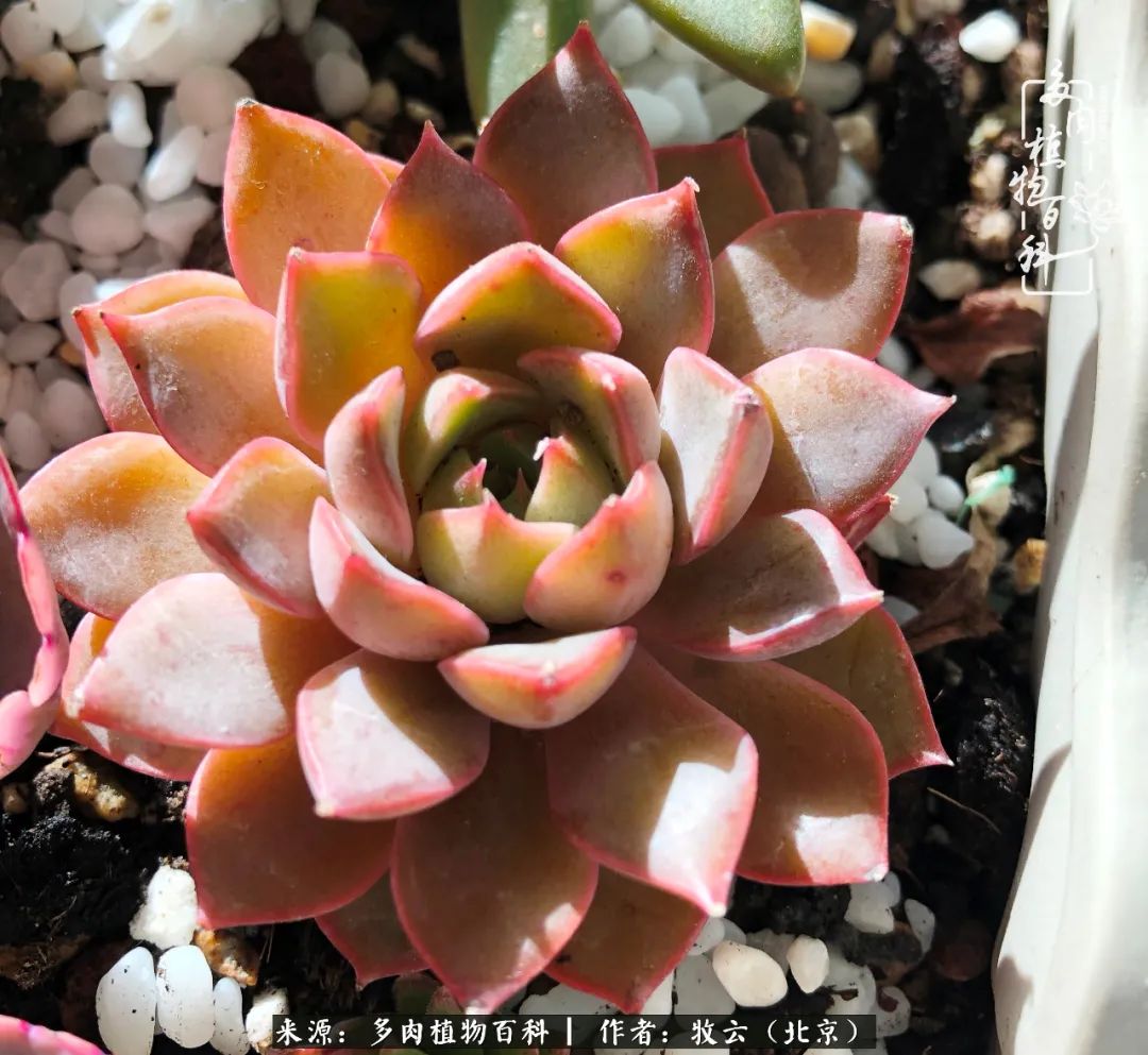 多肉植物生活,多肉生活充满诗意