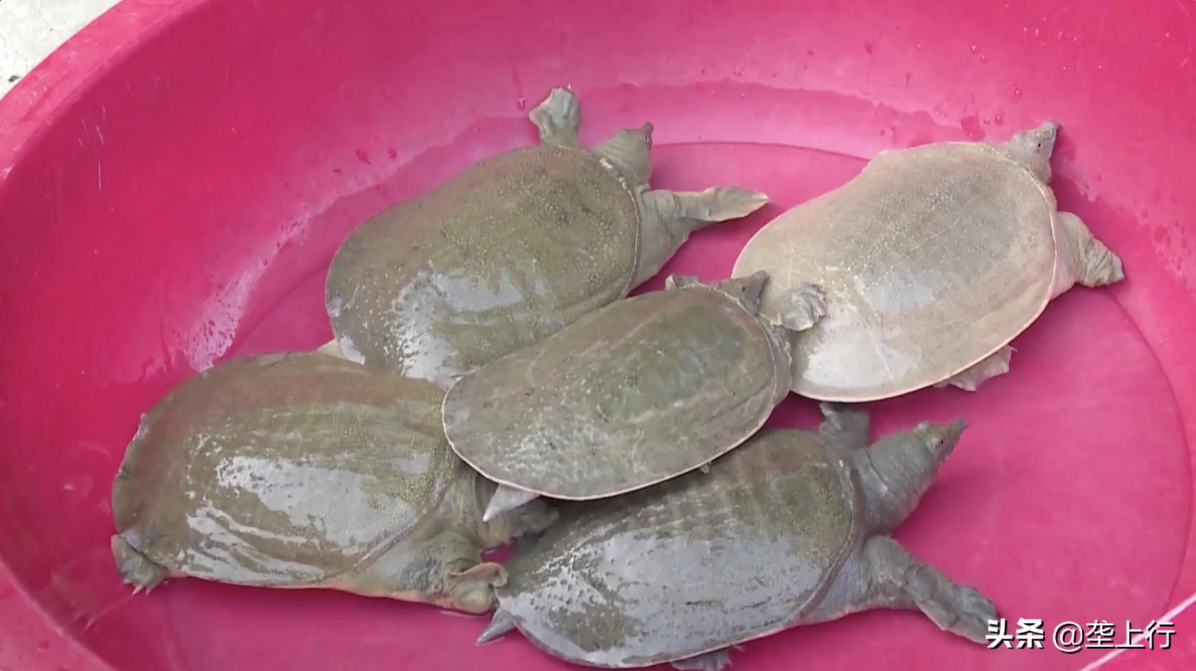 山东小伙一天卖500百只甲鱼,湖北小伙甲鱼一年卖出上千万