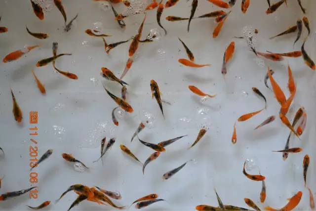 湖南最好的锦鲤养殖基地,湘潭锦鲤养殖