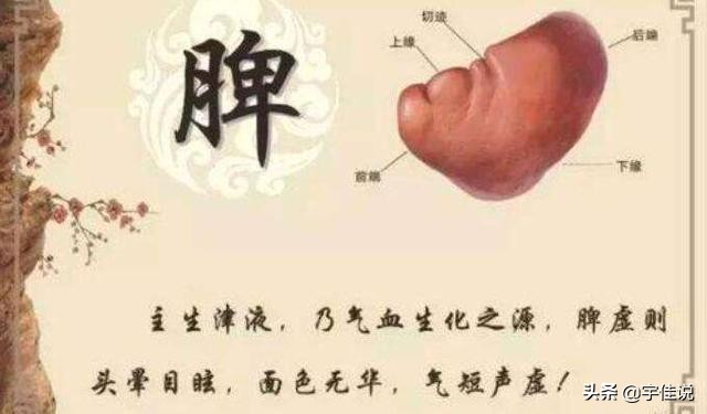 湿热的根源——脾胃虚弱