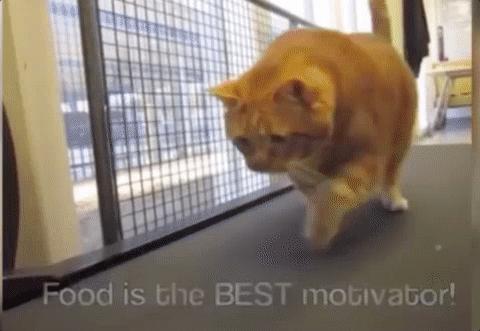 2分钟,夺走小猫咪的命