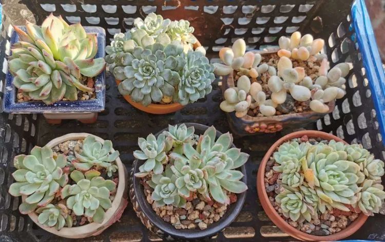 我和多肉,我与多肉